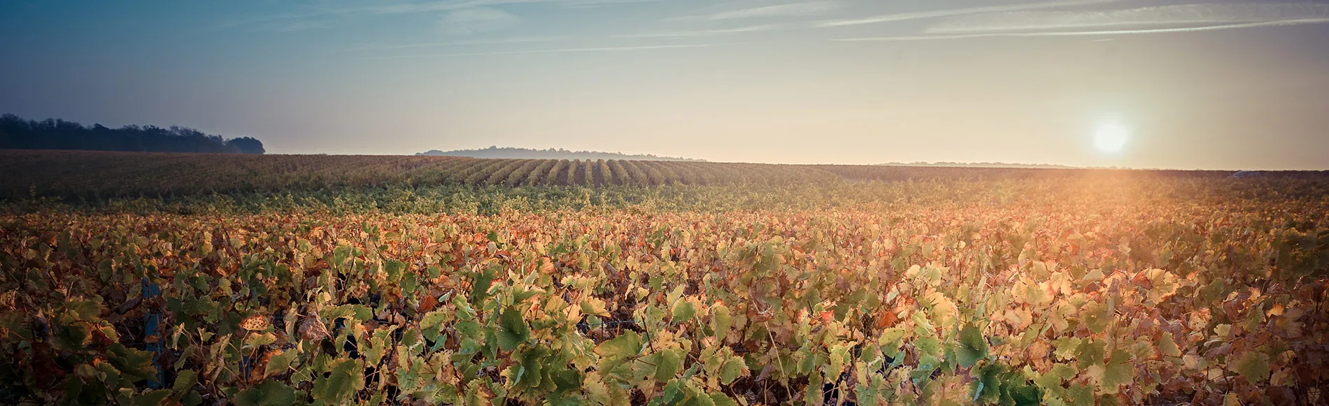 Bandeau Vignoble Alain Robert
