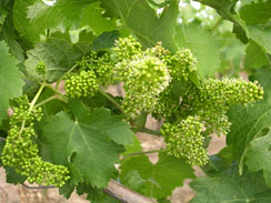 Logo Vignoble De La Tour du Fayet