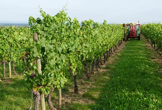 Vignoble de Saint-Pourçain