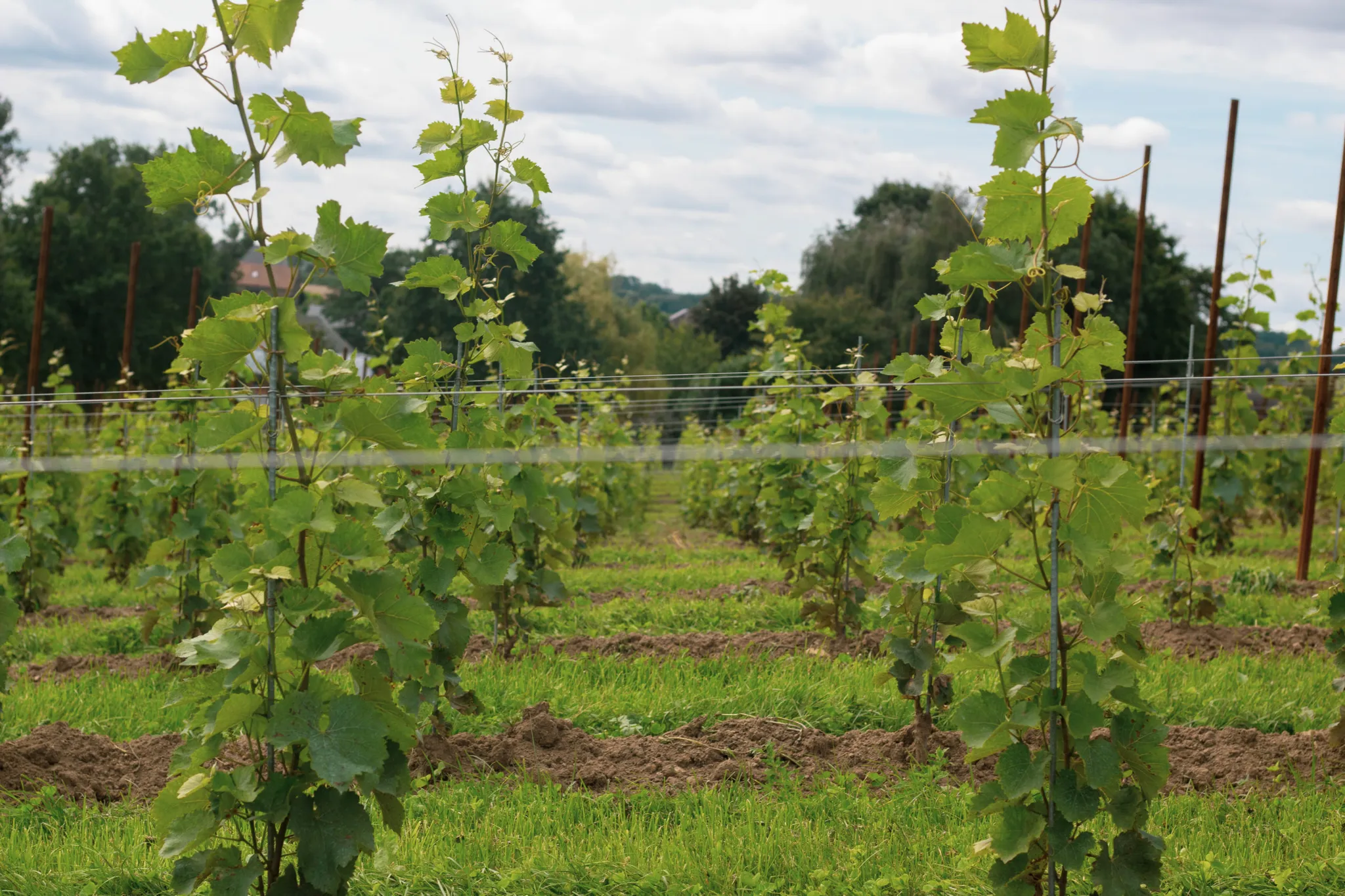 Vignoble des Trois Rois