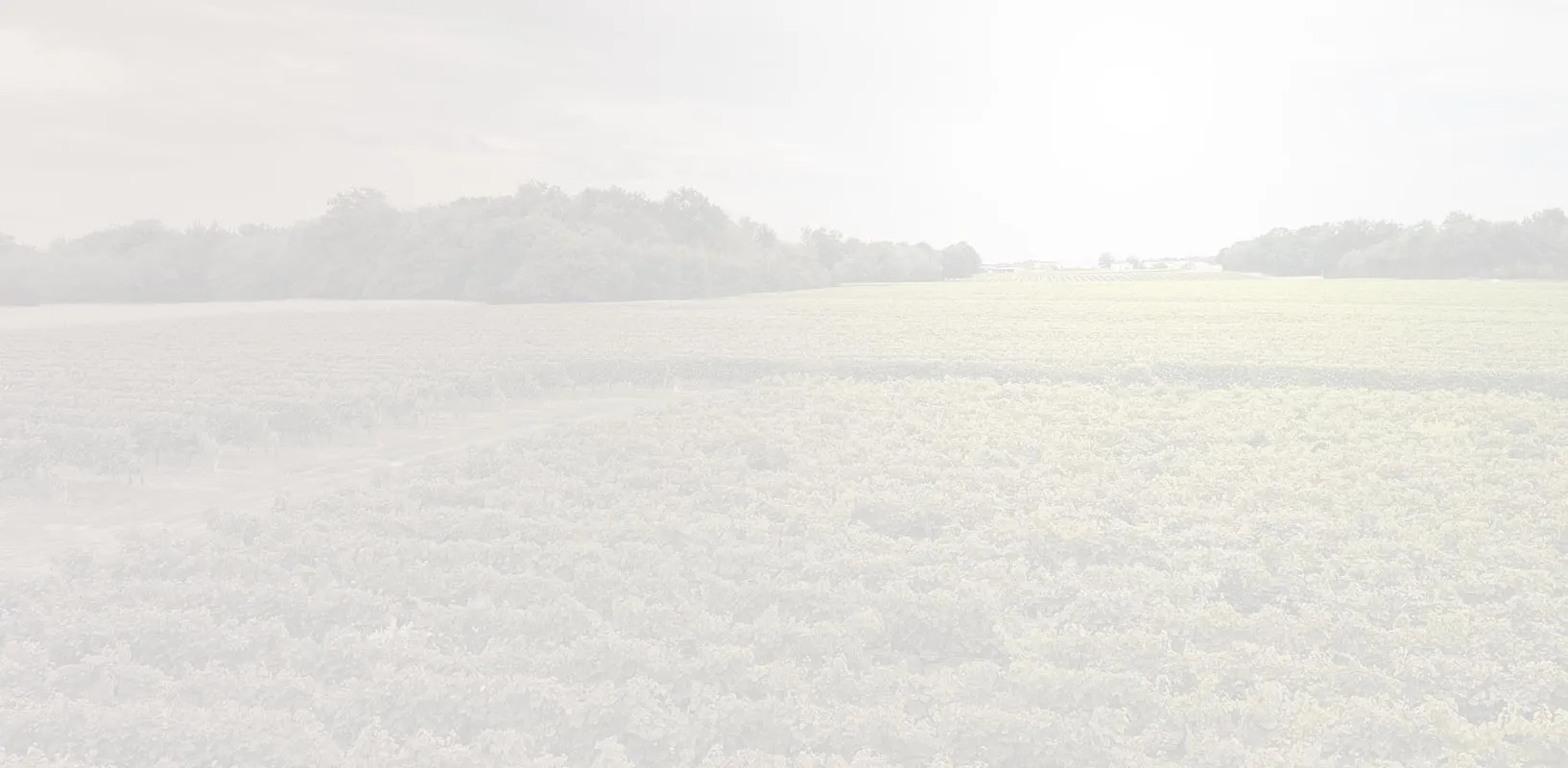 Bandeau Vignoble Egreteau