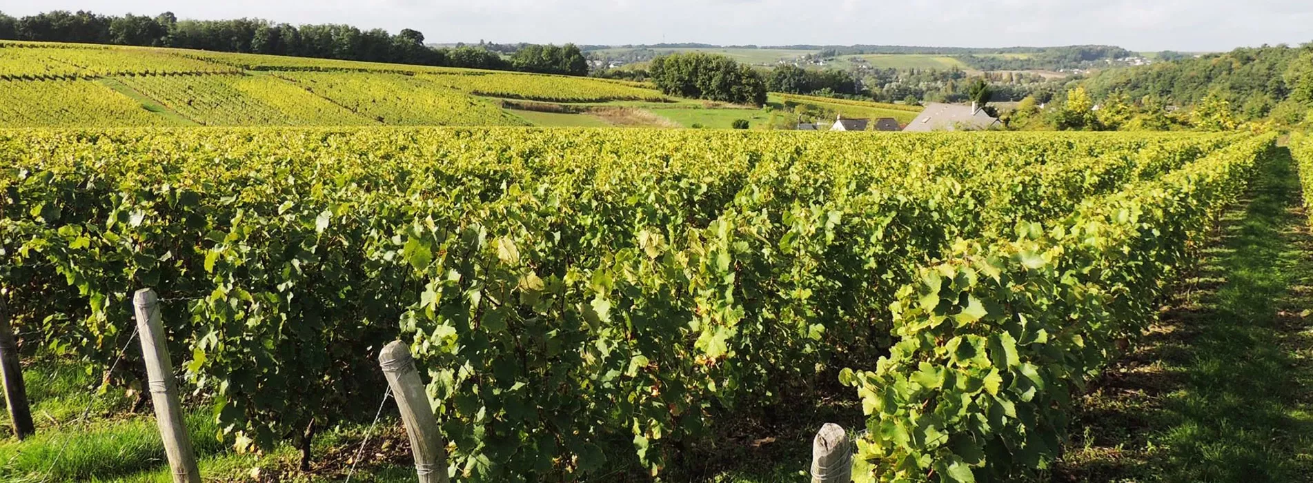 Bandeau Vignoble Raimbault-, Domaine de la Robinière