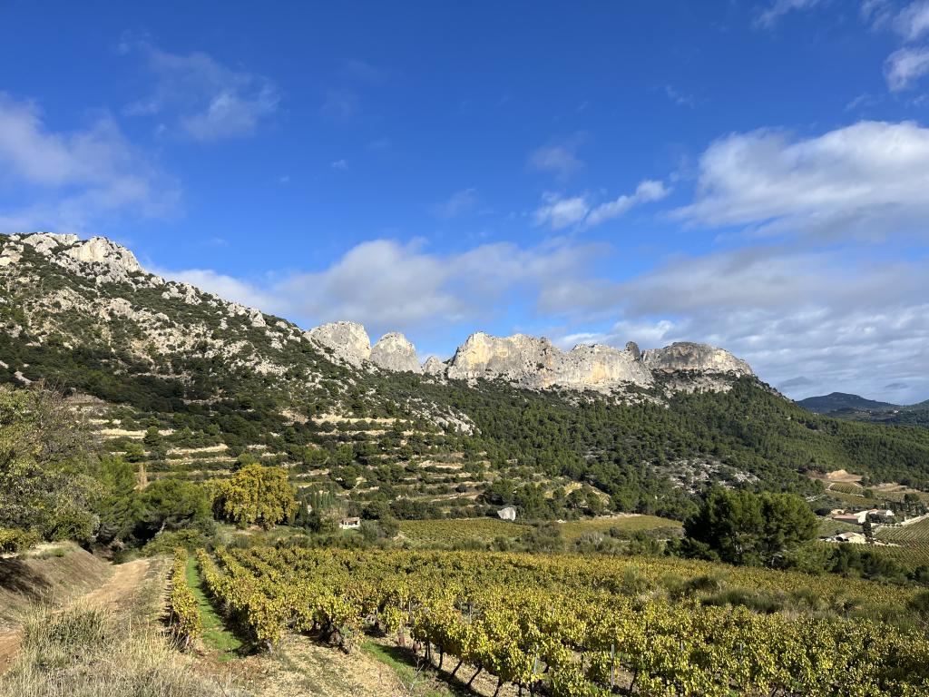 Photo de Vignobles Famille Manganelli