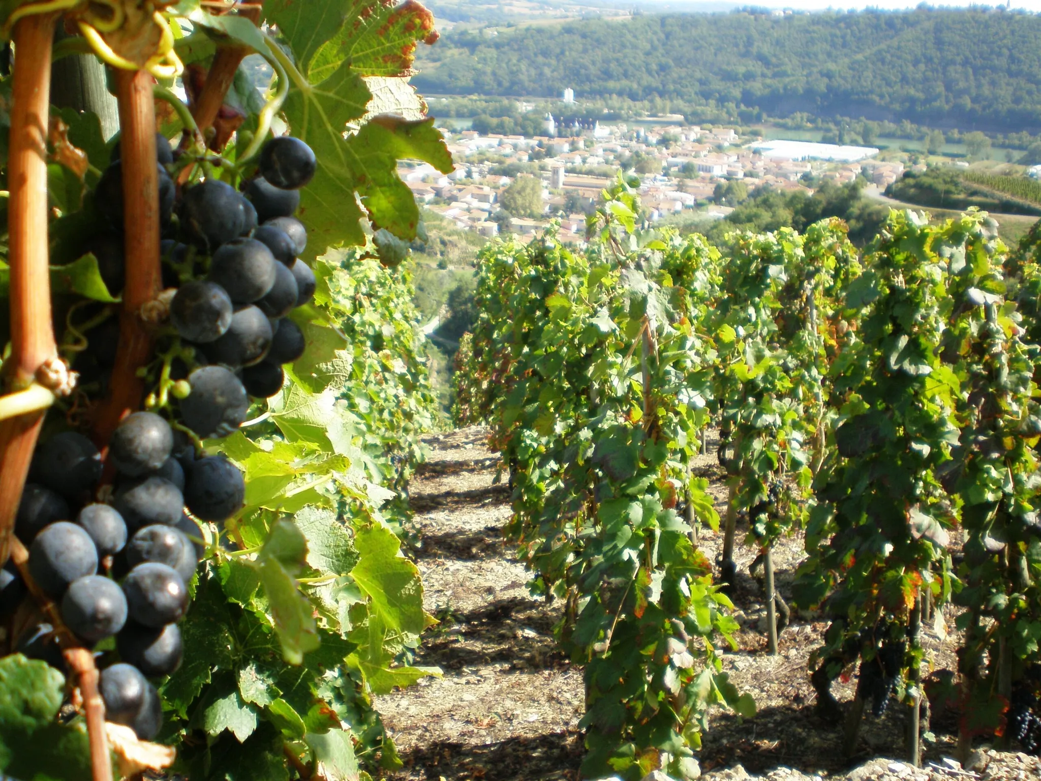 Photo de Vignobles Levet