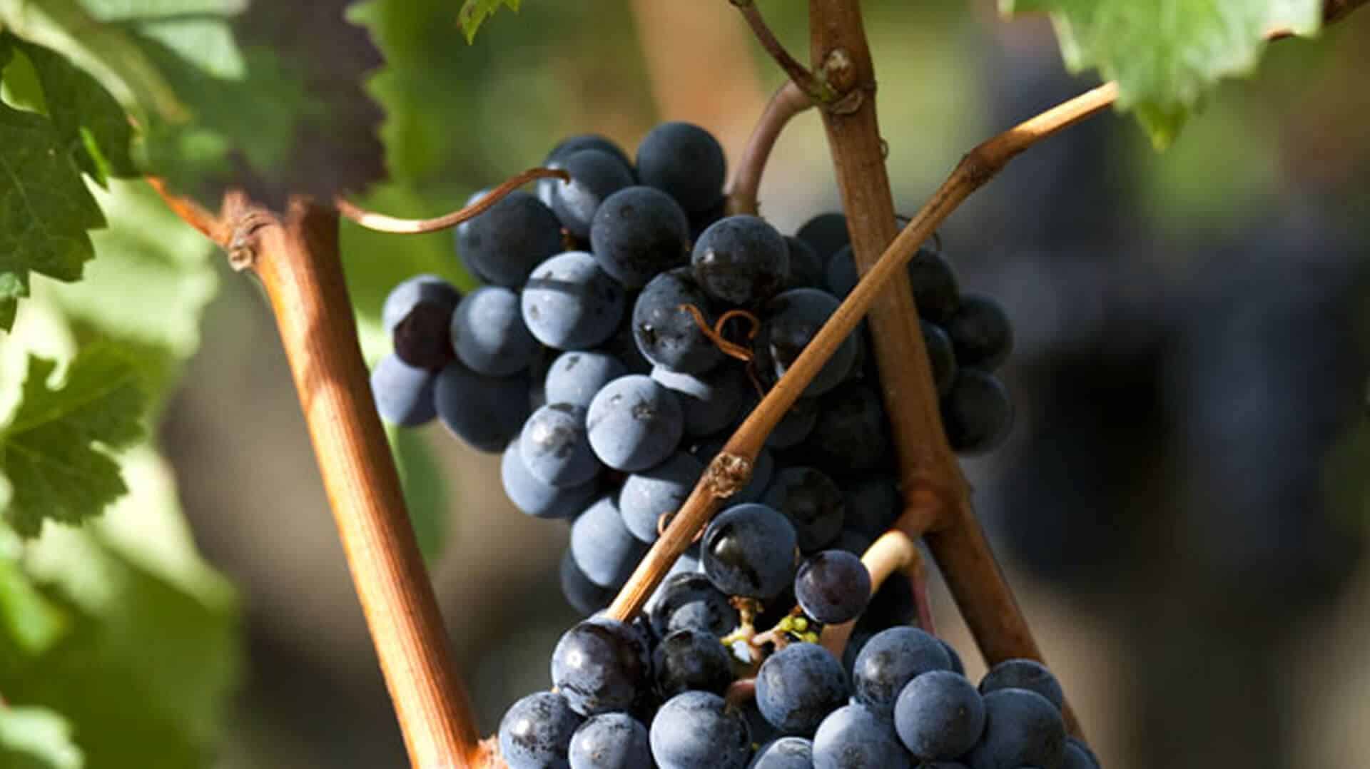 Bandeau Vignobles Roy-Trocard