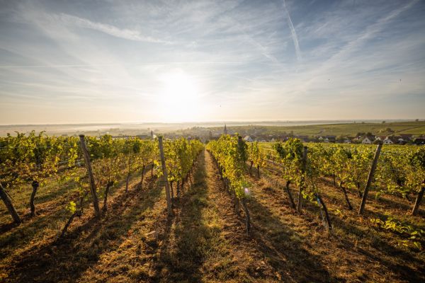 Bandeau VIN D'ALSACE HARTWEG