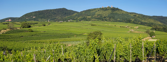 VINS D ALSACE CHARLES BAUR