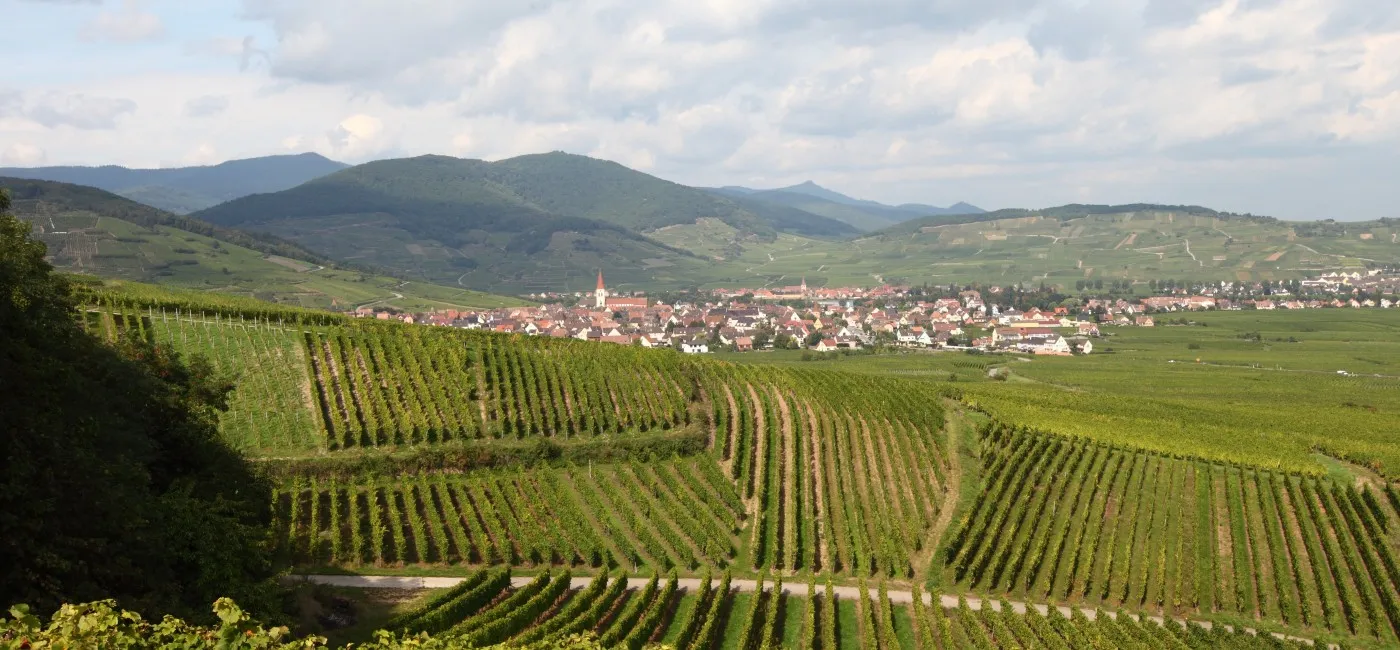 Bandeau VINS D'ALSACE KUEHN