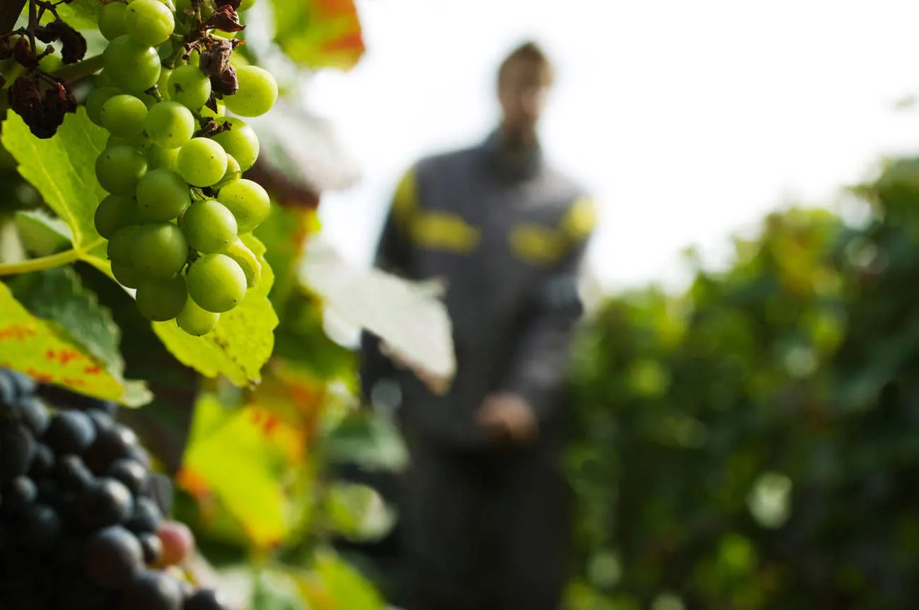 Photo de Vins de Riceys