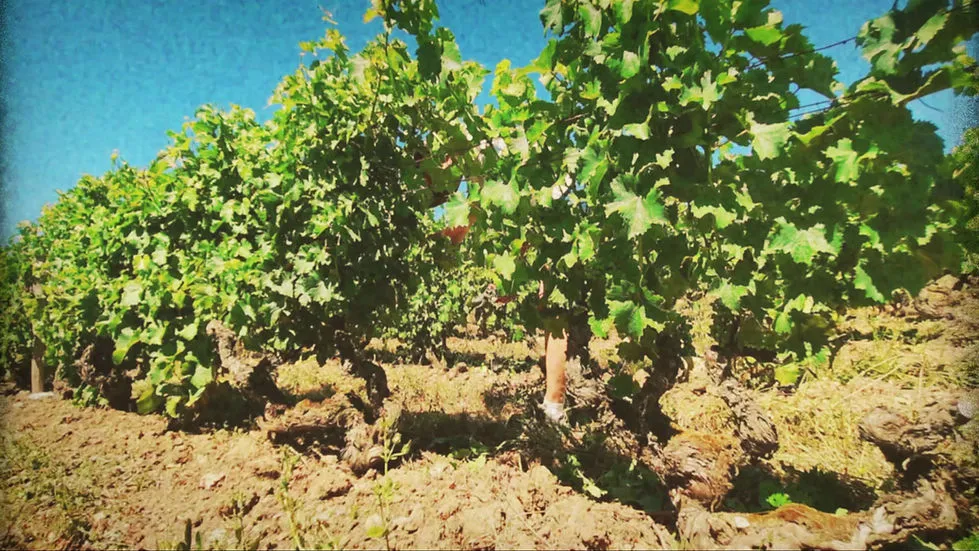 Vins de Sicot Nicolas Martin