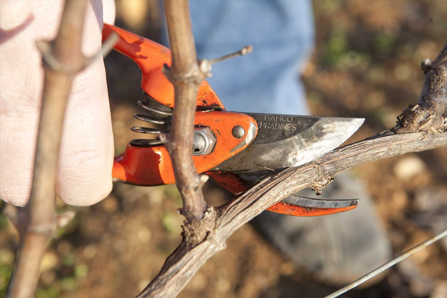 Photo de Vins des Hospices de Beaune
