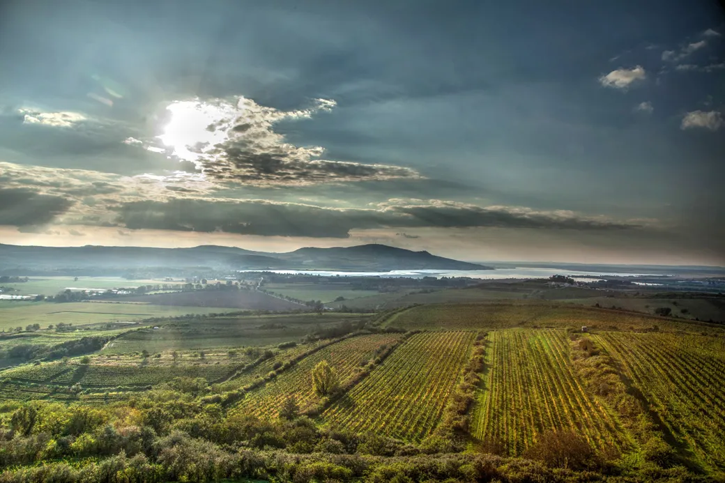 Bandeau VINSELEKT MICHLOVSKY as