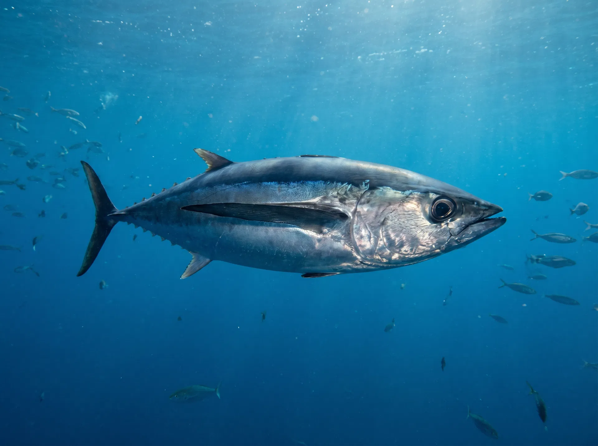 Albacore Tuna