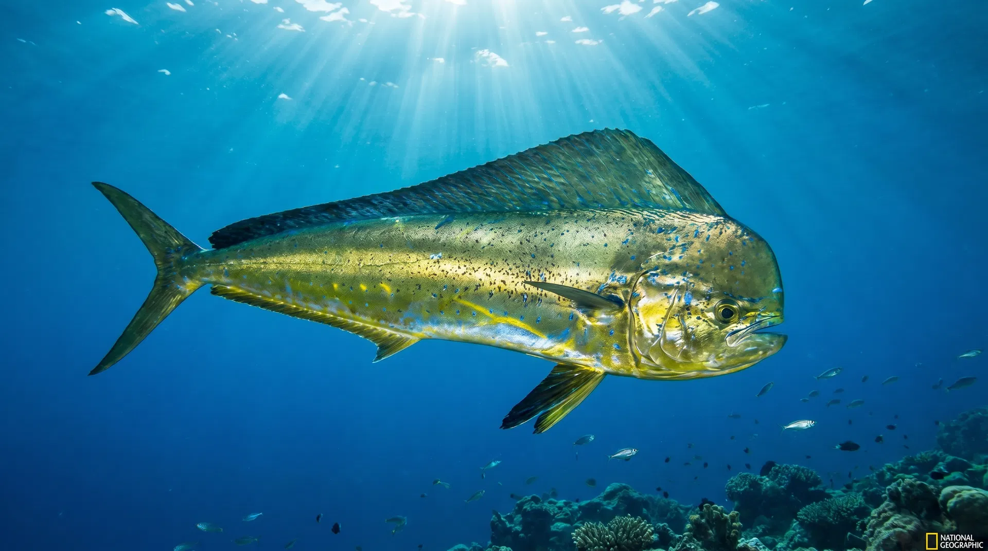 Dorado (Mahi-Mahi)