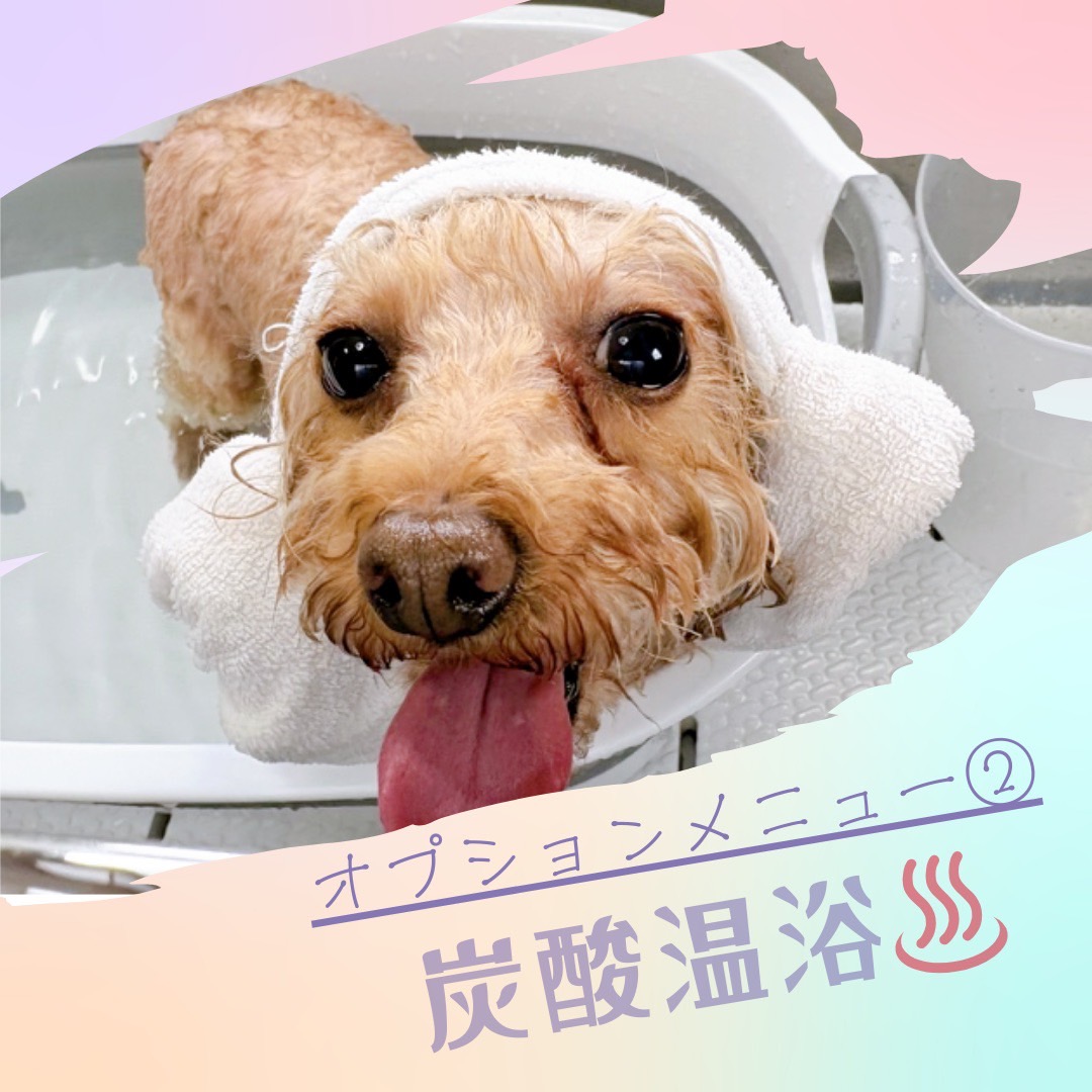 「人気オプション②」｜わんちゃん専用の炭酸温泉って知ってる？