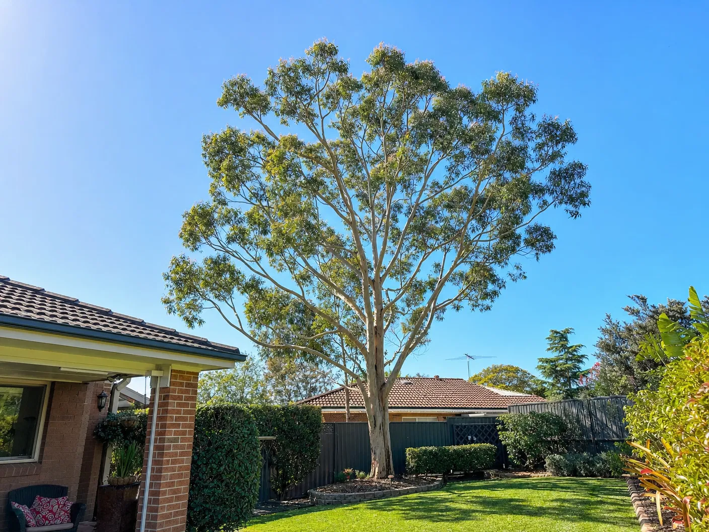 Overgrown Eucalyptus Pruning - After