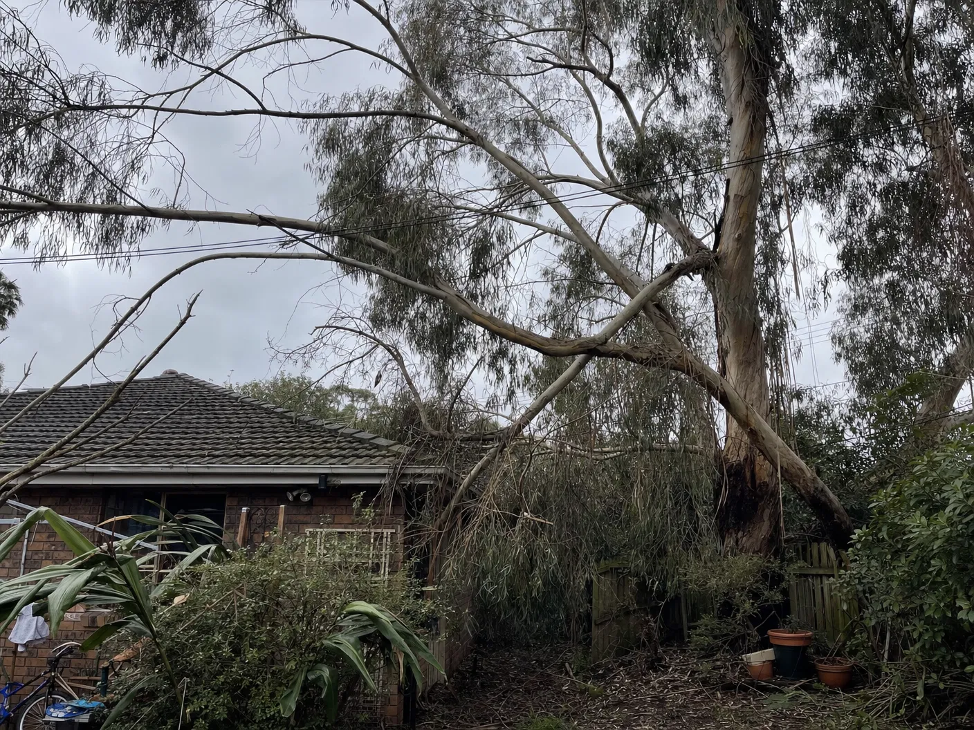 Overgrown Eucalyptus Pruning - Before