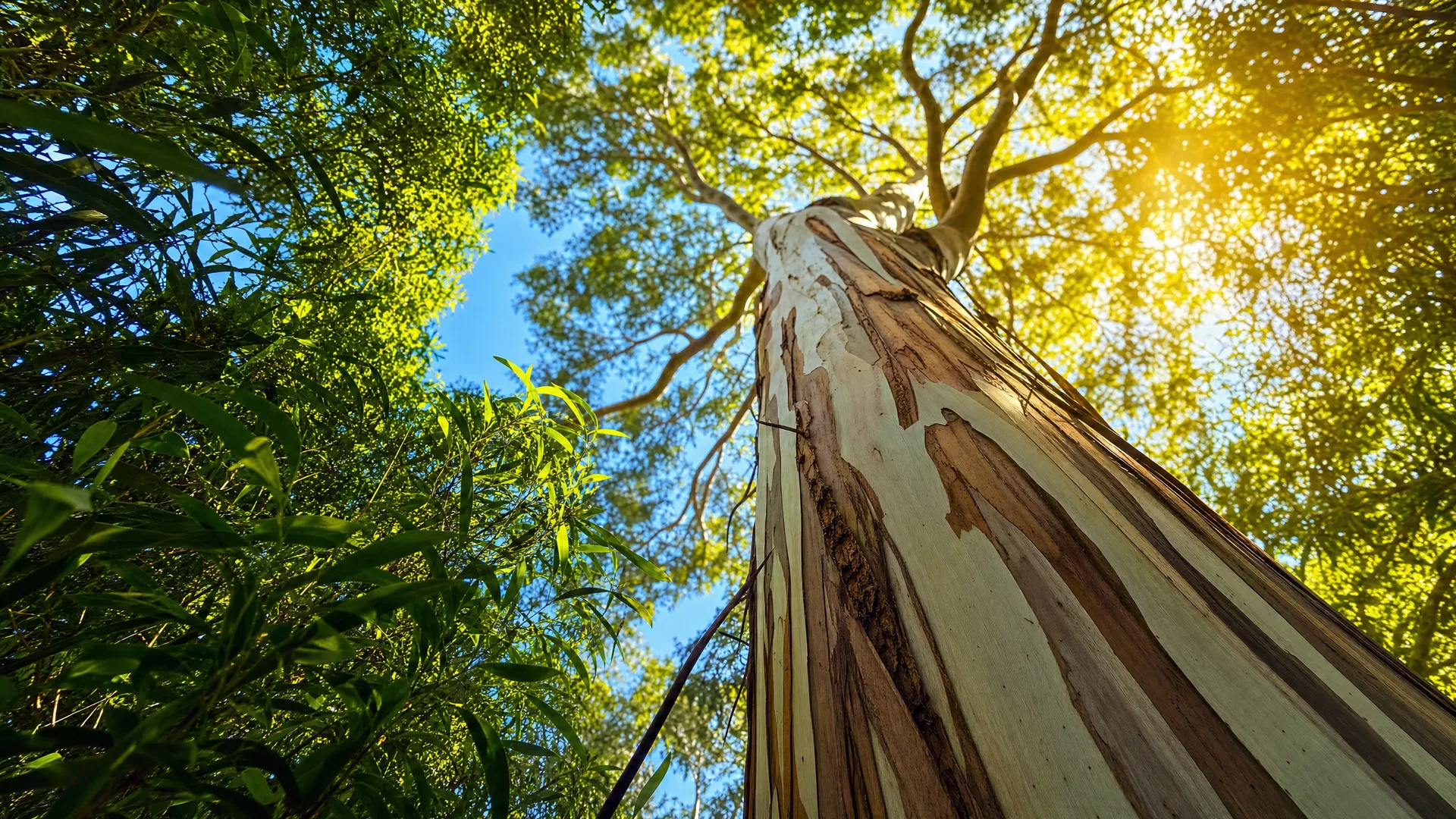 Looking up through a tree canopy