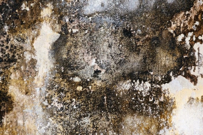 6 Common Causes of Mold in Cache Valley