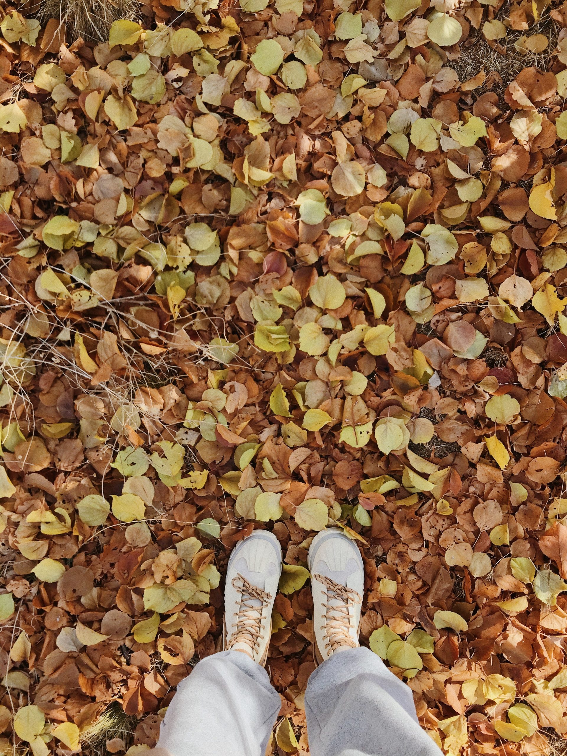 Fall Clean-Up