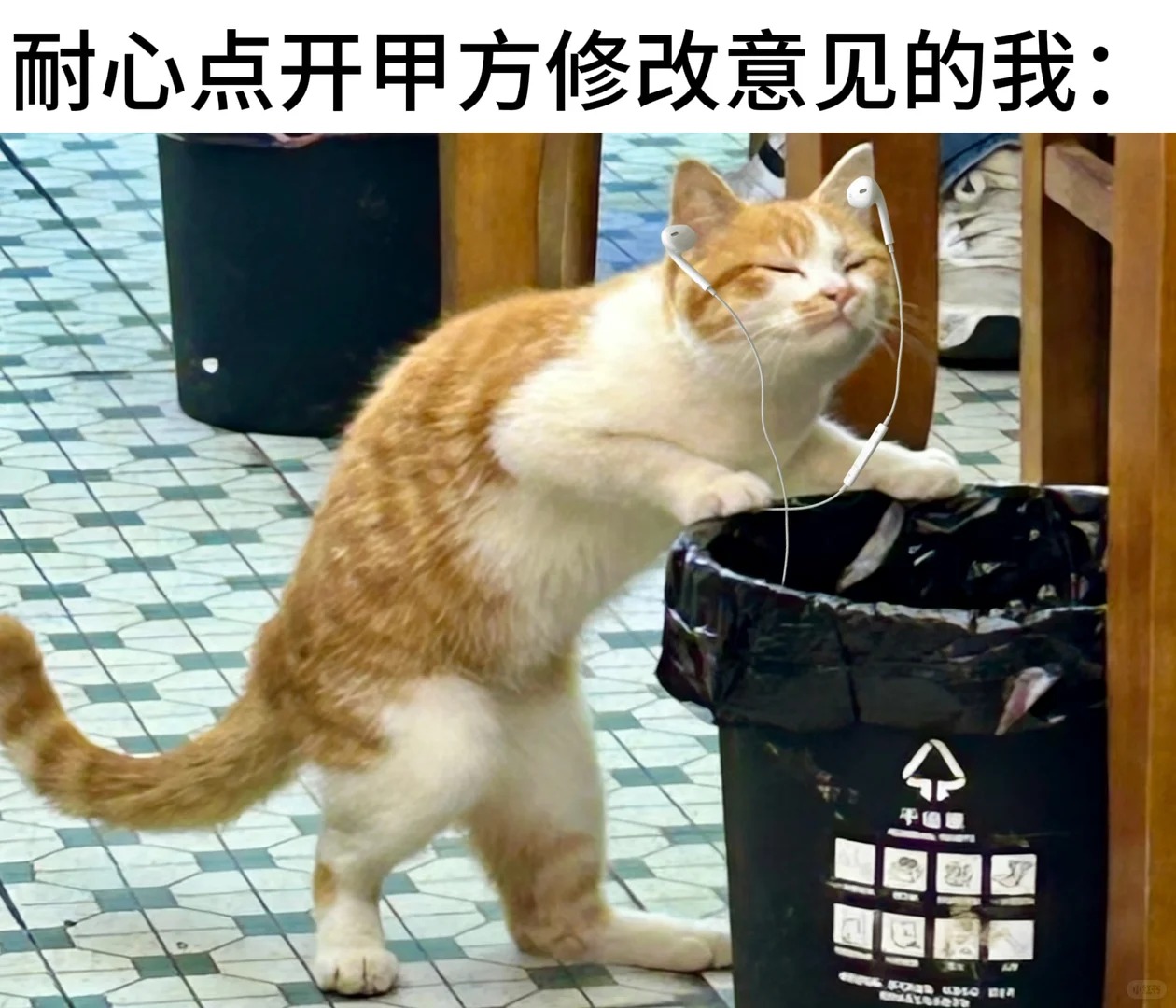 原始猫咪照片