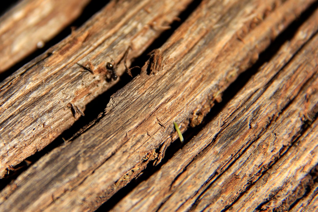 Carpenter Ant Control service in Midland, Ontario — Fortress Pest Control