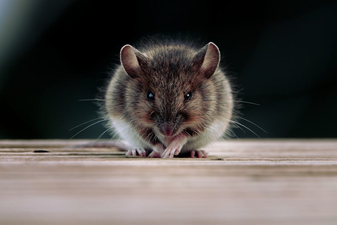 Mouse & Rat Control service in Huntsville, Ontario — Fortress Pest Control