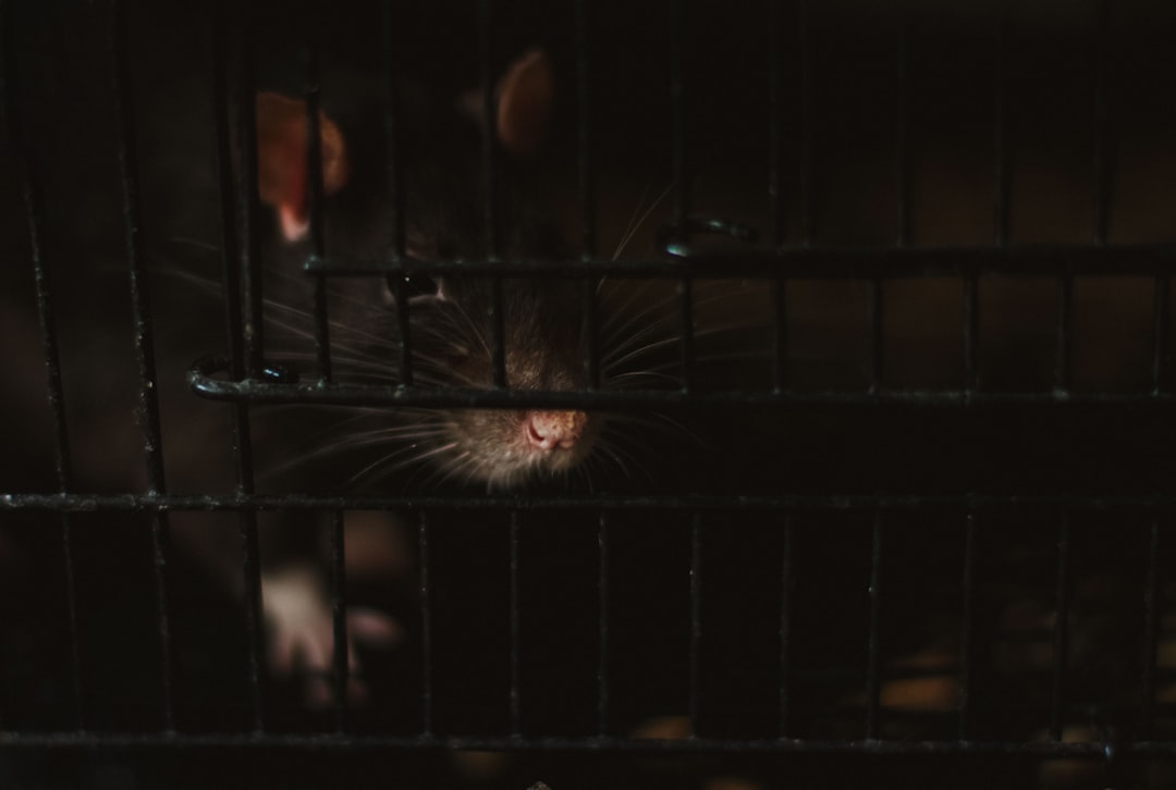 Mouse & Rat Control service in Wasaga Beach, Ontario — Fortress Pest Control