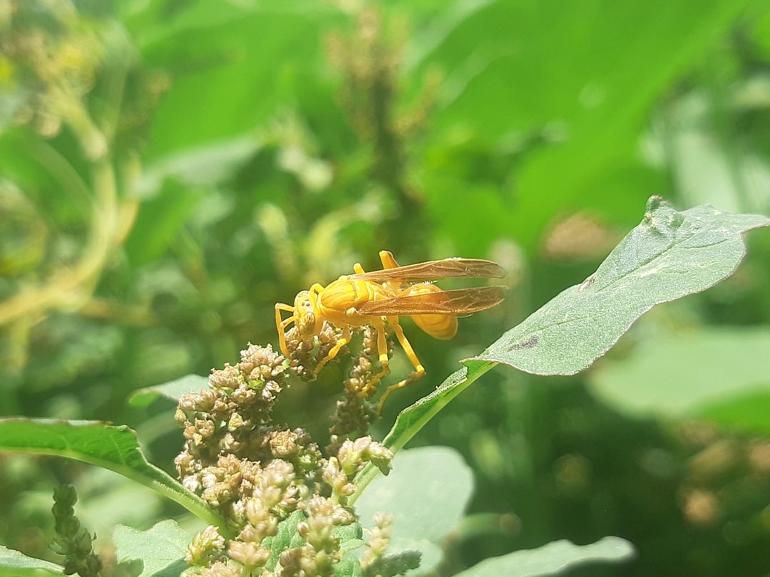 Wasp & Hornet Removal service in Collingwood, Ontario — Fortress Pest Control