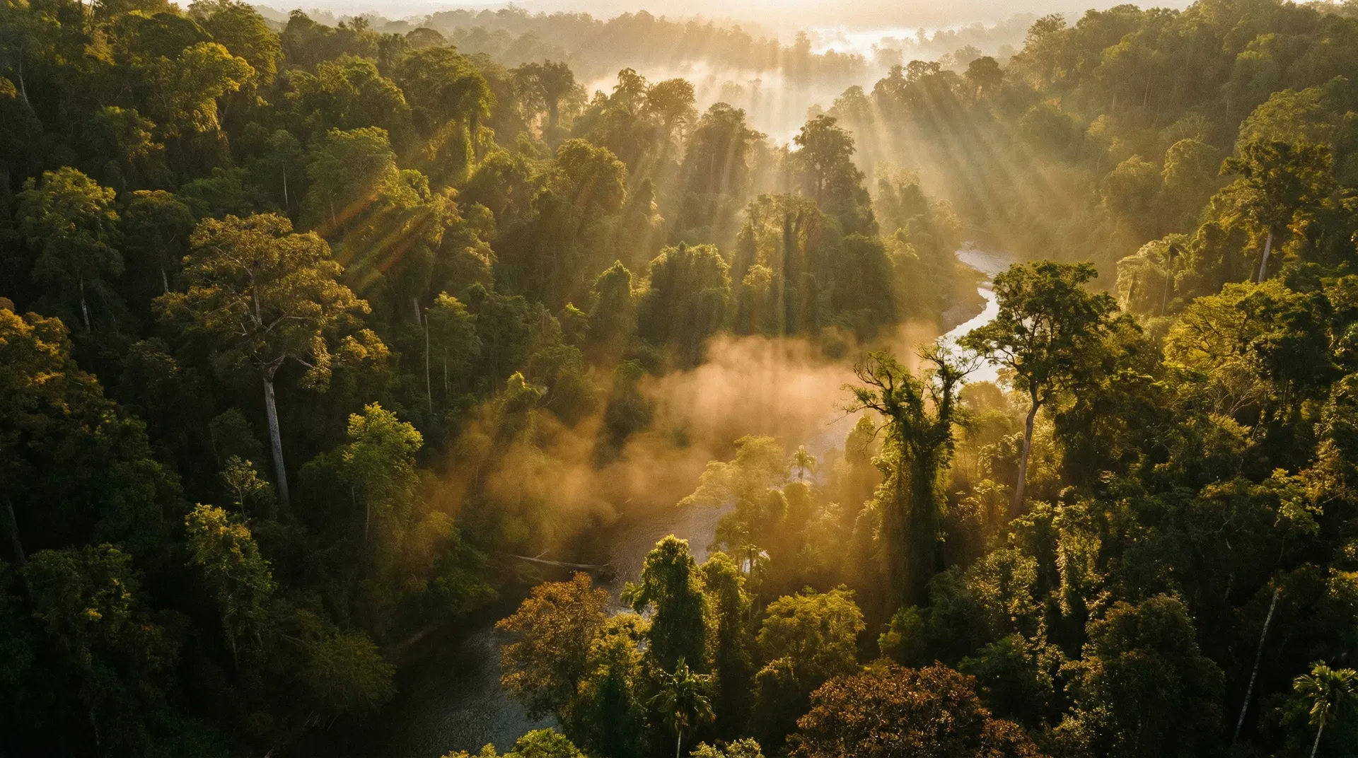 Terra Invest Hero - 夜明けの森