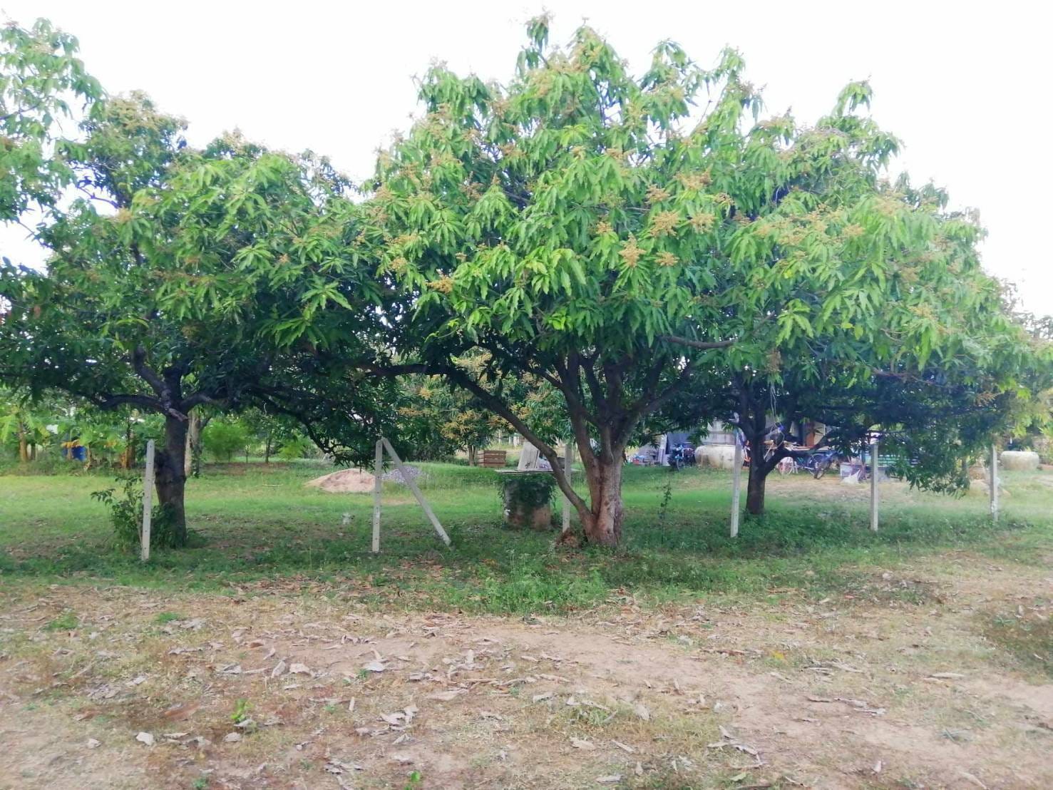 Chanote Land 3.2 Rai Sam Roi Yot – Divisible into 3 Plots