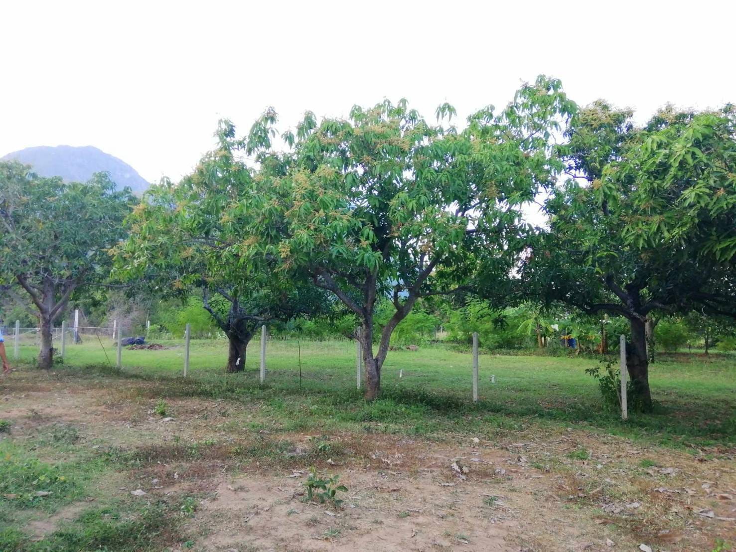 Chanote Land 3.2 Rai Sam Roi Yot – Divisible into 3 Plots 2