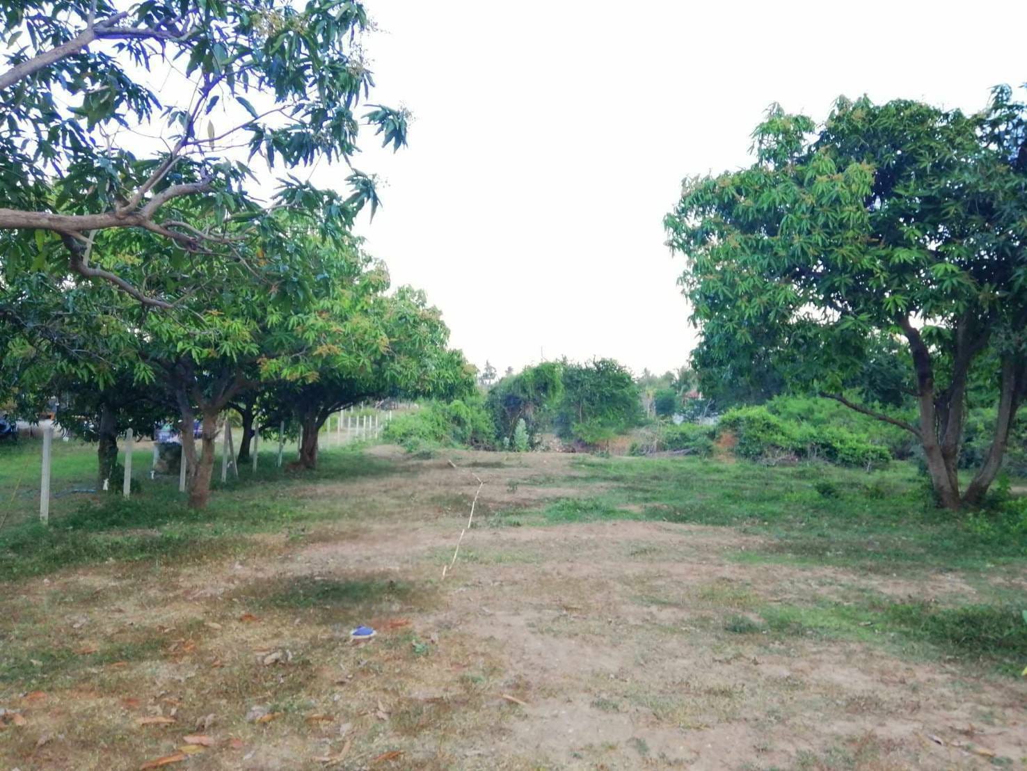 Chanote Land 3.2 Rai Sam Roi Yot – Divisible into 3 Plots 5