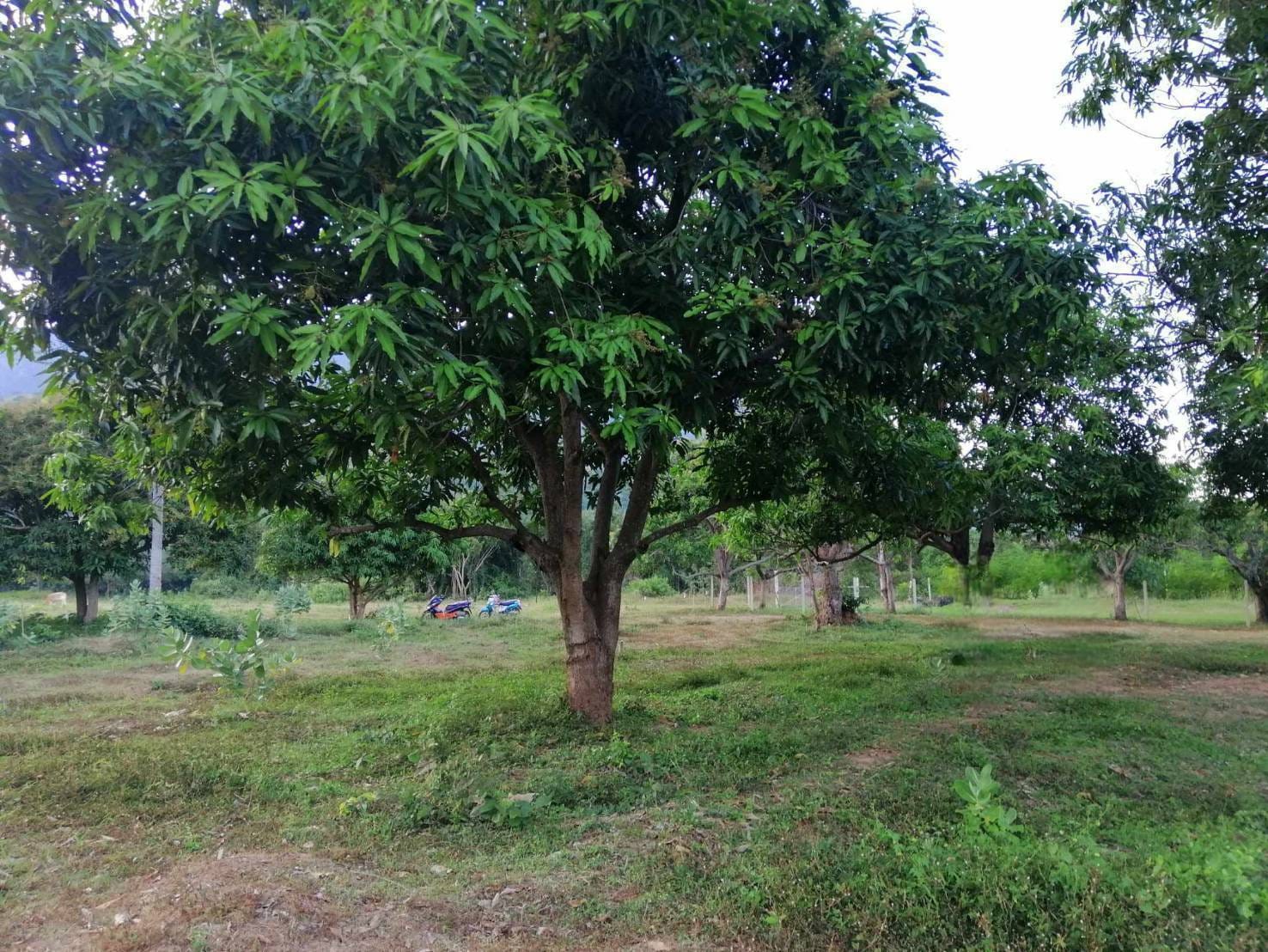 Chanote Land 3.2 Rai Sam Roi Yot – Divisible into 3 Plots 6