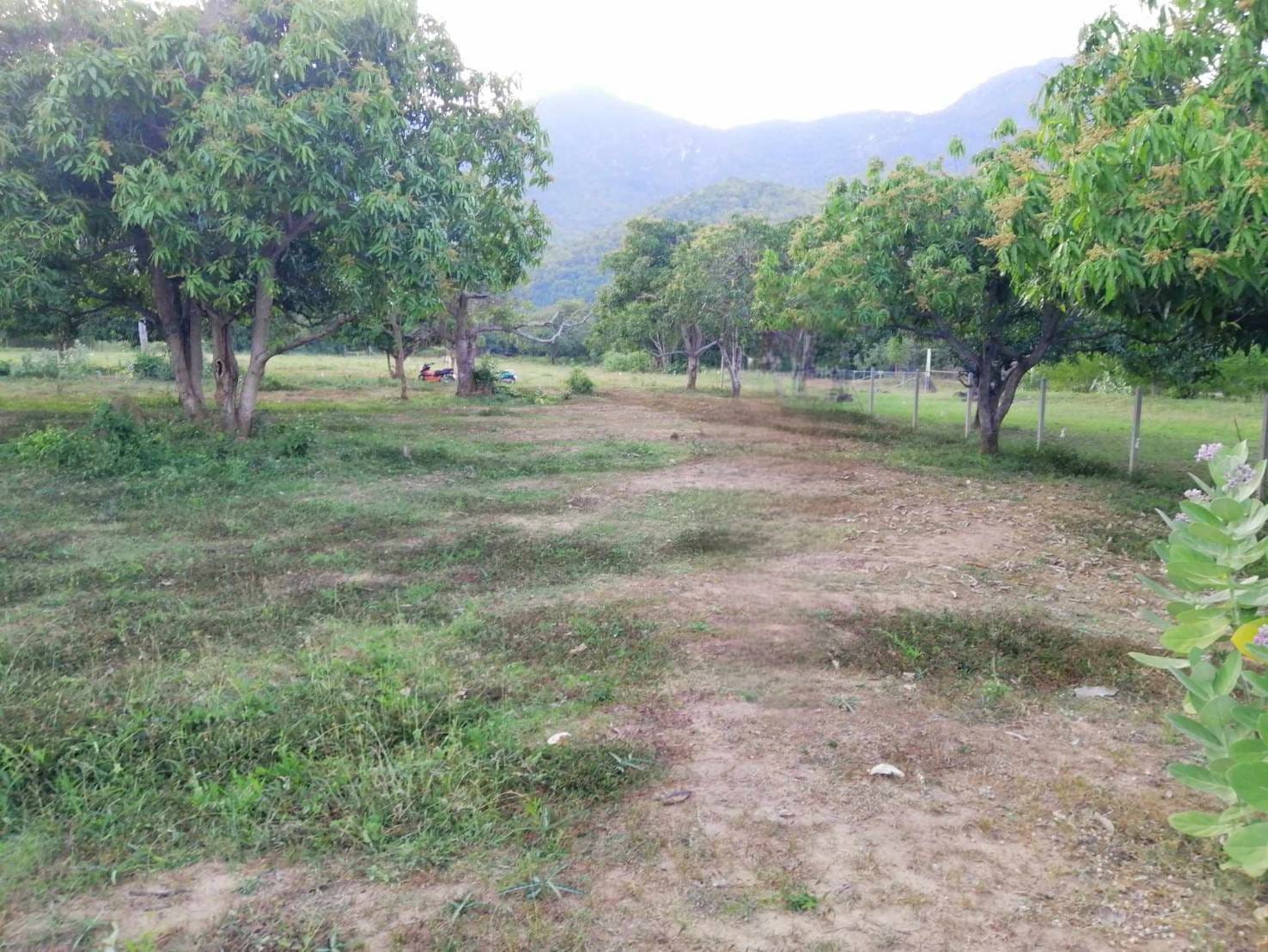 Chanote Land 3.2 Rai Sam Roi Yot – Divisible into 3 Plots 7