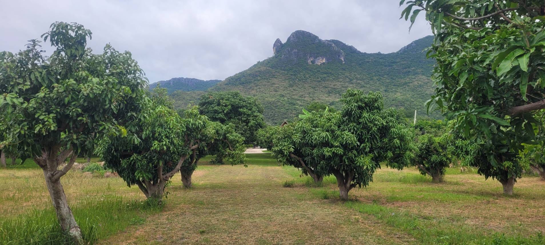 Exclusive Mango Hills Resort Estate Sam Roi Yot 26