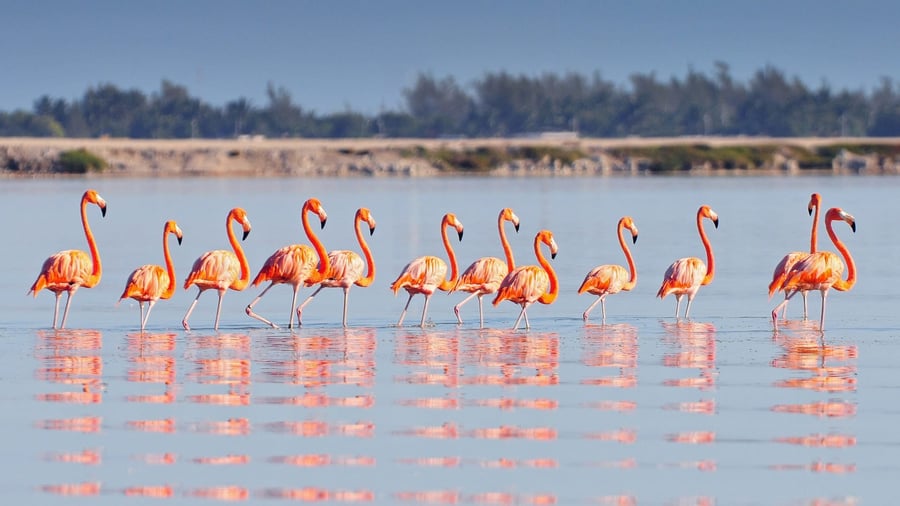 Celestún Flamingo Season
