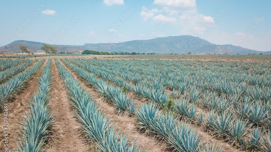 Tequila Route Experience