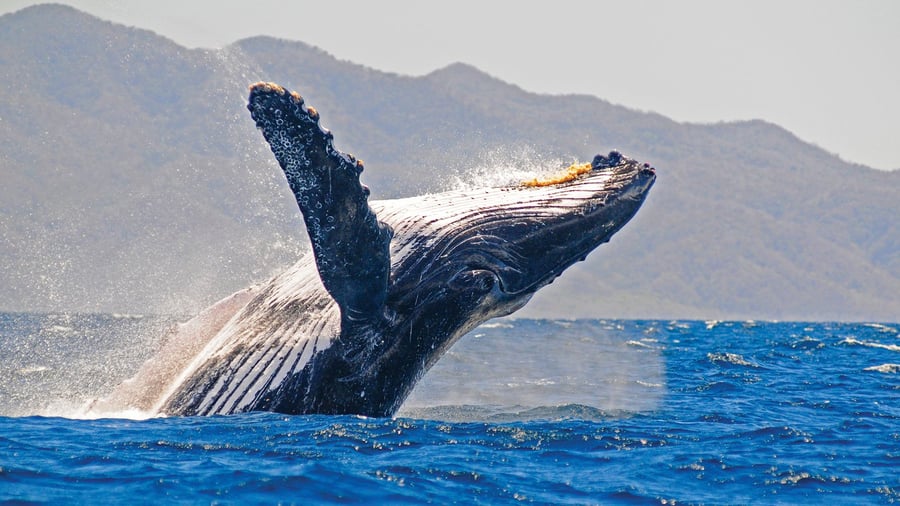 Humpback Whale Season