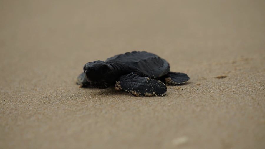Olive Ridley Turtle Release Season