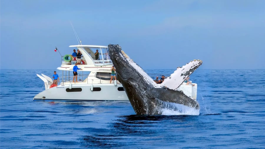 Whale Watching Season