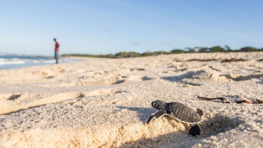 Sea Turtle Nesting & Release Season