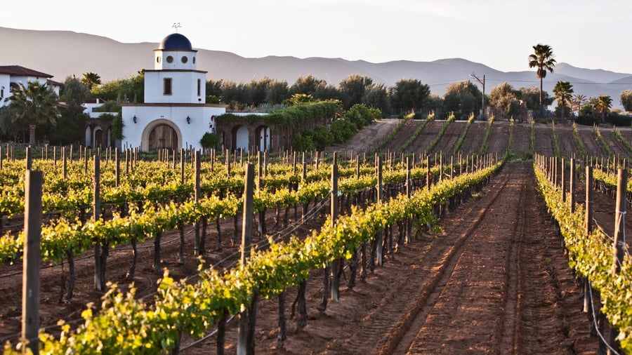 La Ruta del Vino (Year-Round)