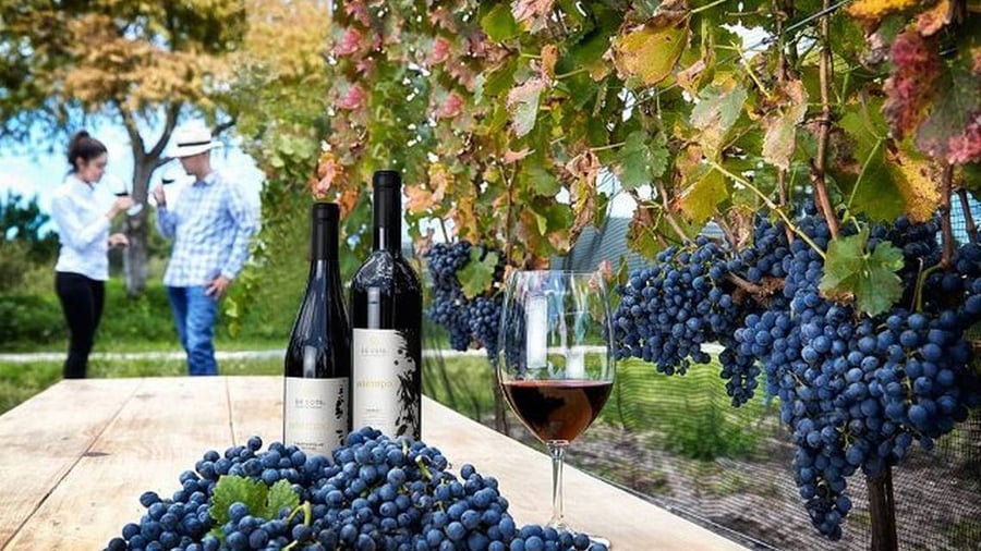 Fiestas de la Vendimia