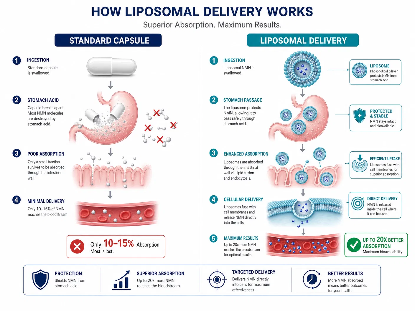 How Liposomal Delivery Works - Standard Capsule vs Liposomal Delivery comparison showing superior absorption
