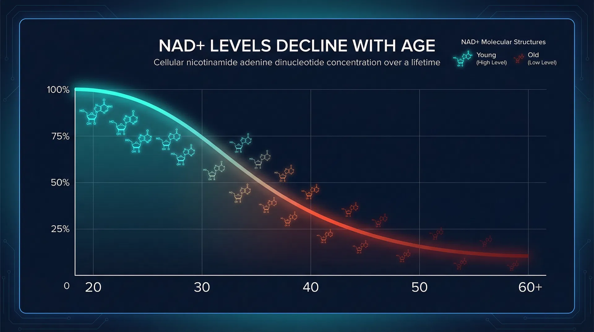NAD+ levels decline with age