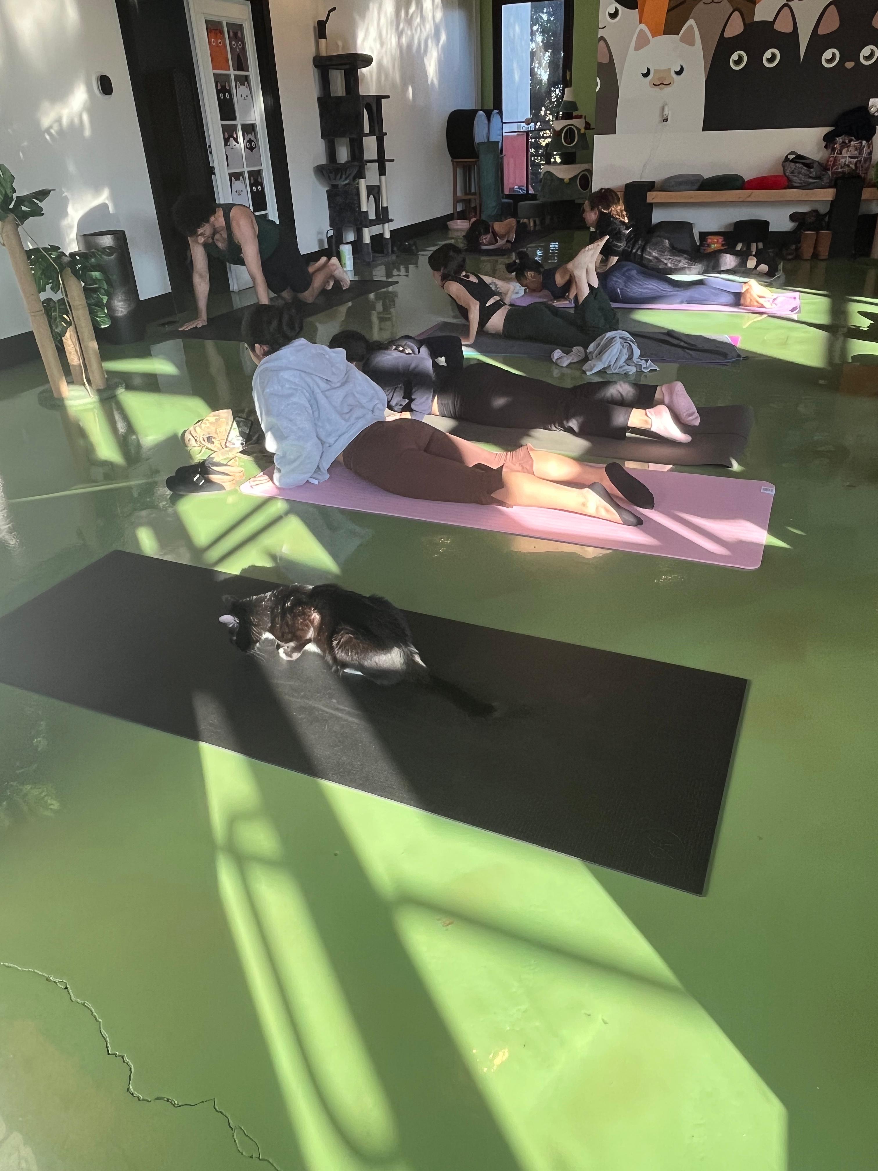 Bruce leads by example. No corrections needed. 🧘‍♂️🐱