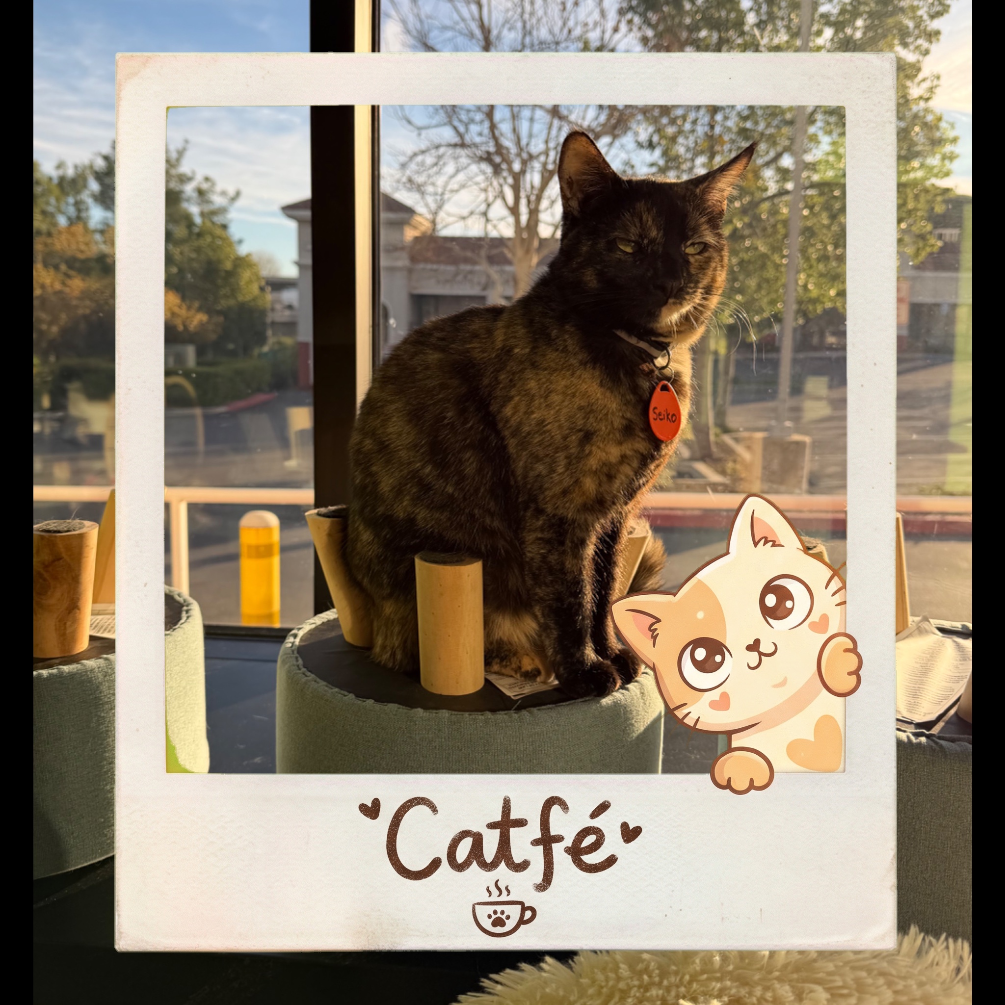 Seiko being Seiko 😻