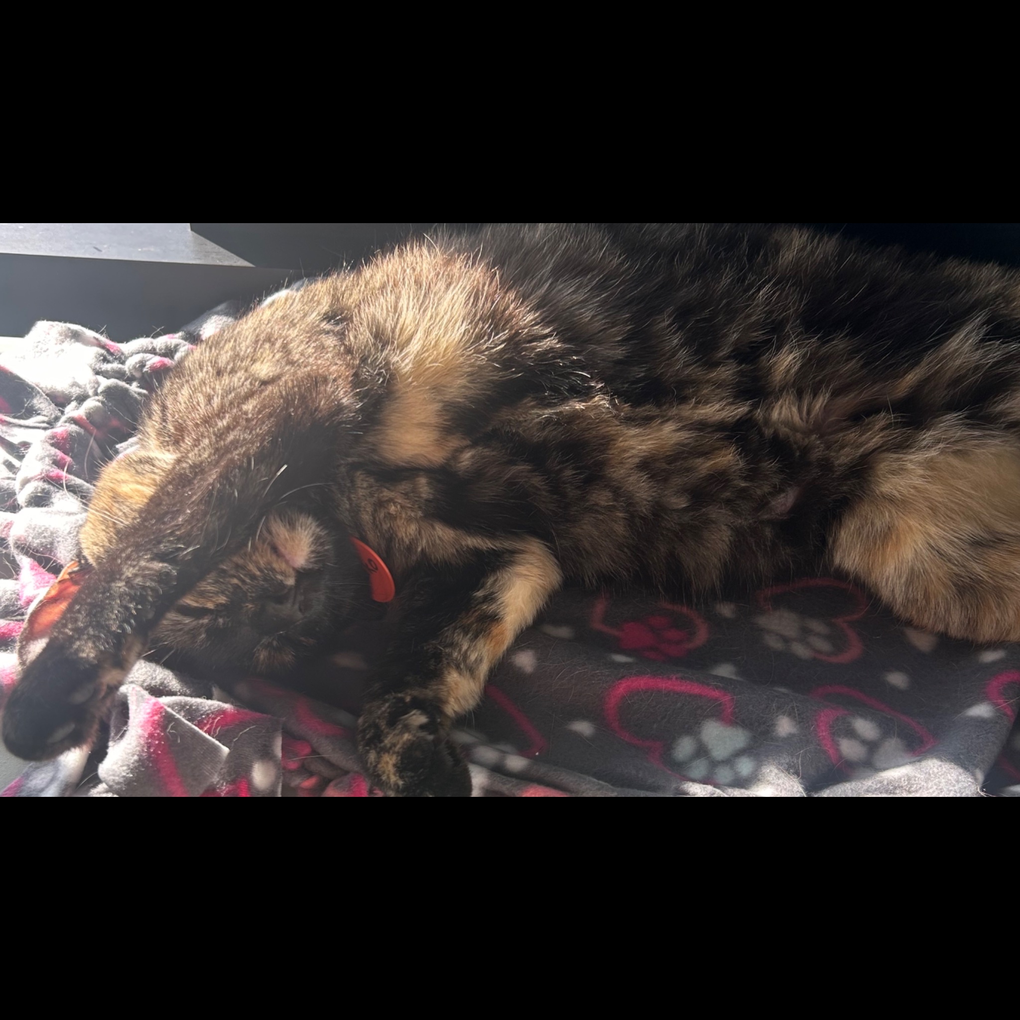 Seiko having a great cat nap!