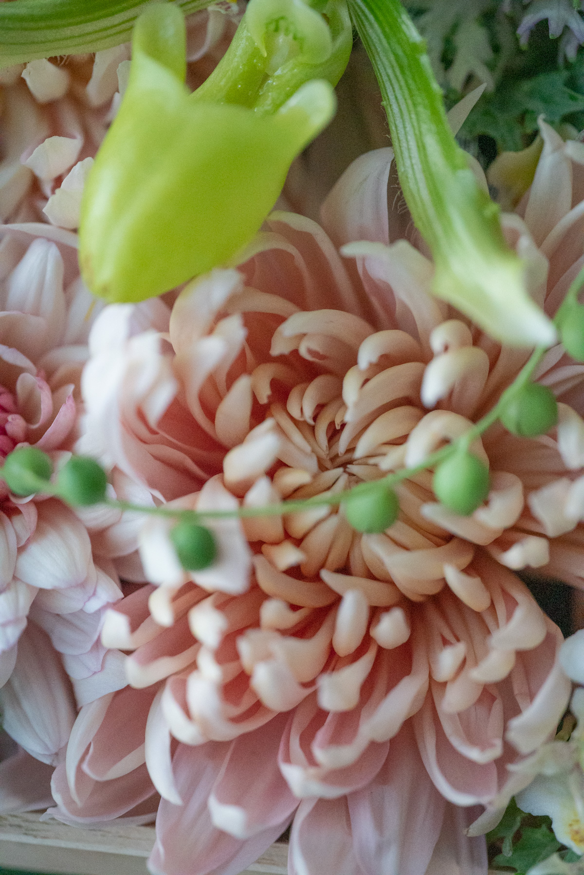 12月の花 073